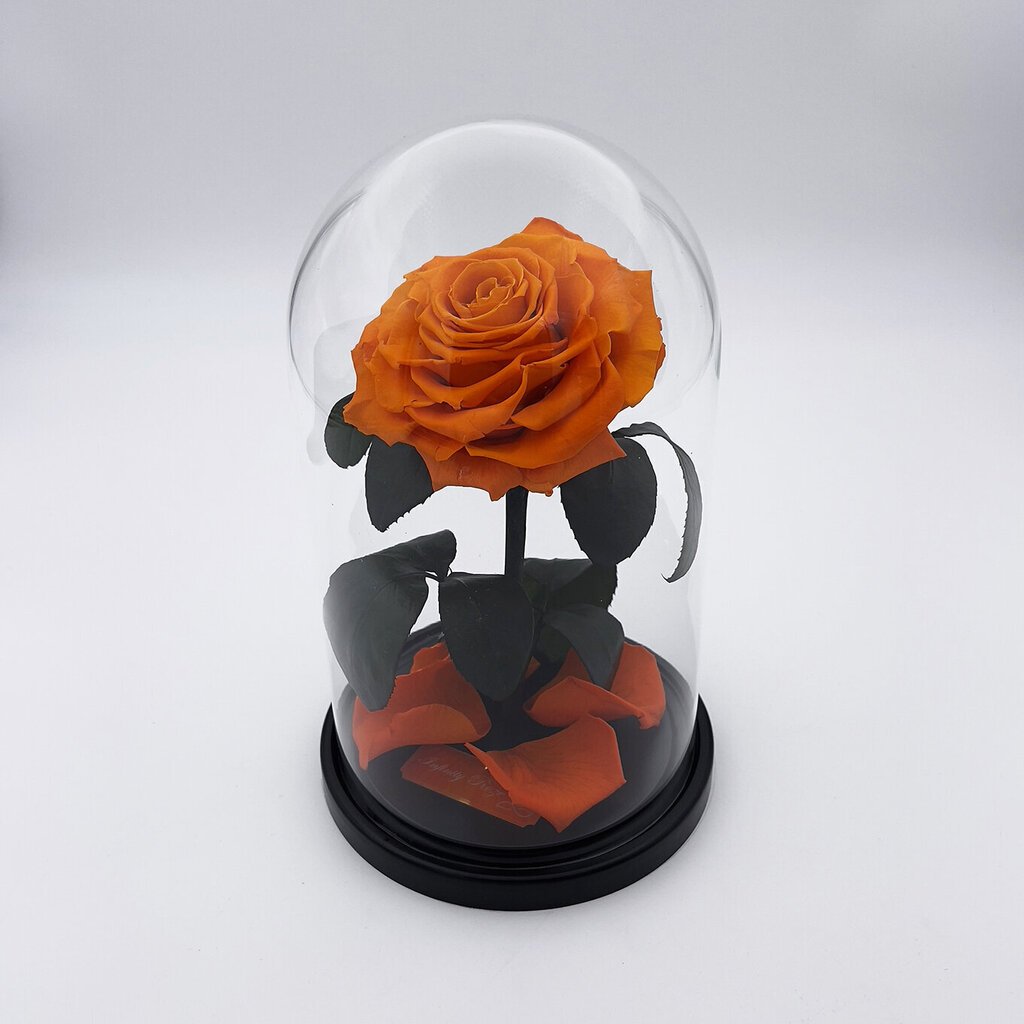 Roze stikla kolbā M, Oranža (25 cm aug. / 15 cm plat.) cena un informācija | Stabilizētās rozes, augi | 220.lv
