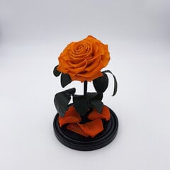 Роза в колбе M, Оранжевая (25 см выс. / 15 см шир.) цена и информация | Спящие стабилизированные розы, растения | 220.lv