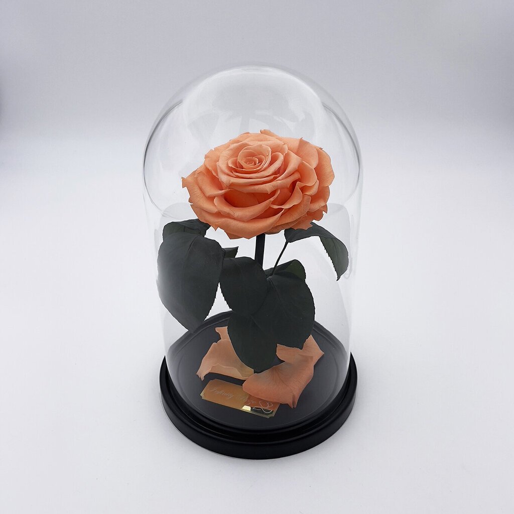 Roze stikla kolbā M, Persiku krāsā (25 cm aug. / 15 cm plat.) cena un informācija | Stabilizētās rozes, augi | 220.lv