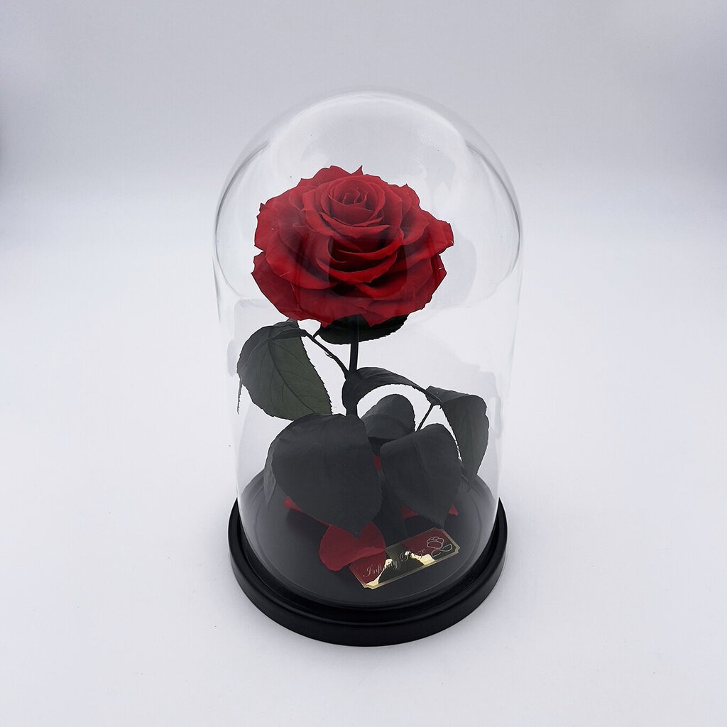Roze stikla kolbā M, Sarkana (25 cm aug. / 15 cm plat.) цена и информация | Stabilizētās rozes, augi | 220.lv