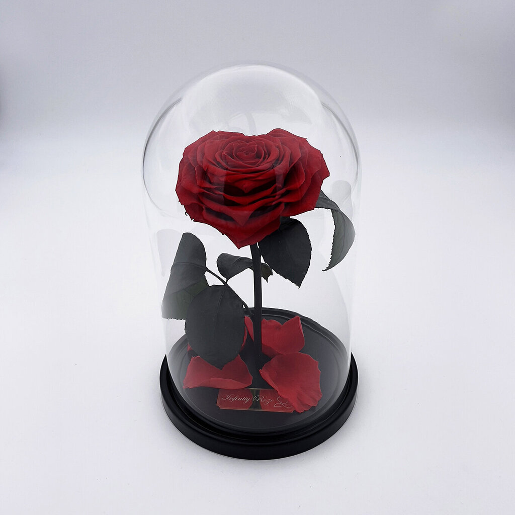 Roze stikla kolbā M, Sirds formā (25 cm aug. / 15 cm plat.) cena un informācija | Stabilizētās rozes, augi | 220.lv