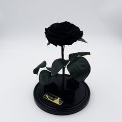 Роза в колбе L, Черная (30 см выс. / 19 см шир.) цена и информация | Спящие стабилизированные розы, растения | 220.lv
