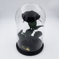 Роза в колбе L, Черная (30 см выс. / 19 см шир.) цена и информация | Спящие стабилизированные розы, растения | 220.lv