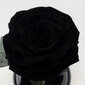 Roze stikla kolbā L, Melna (30 cm aug. / 19 cm plat.) cena un informācija | Stabilizētās rozes, augi | 220.lv