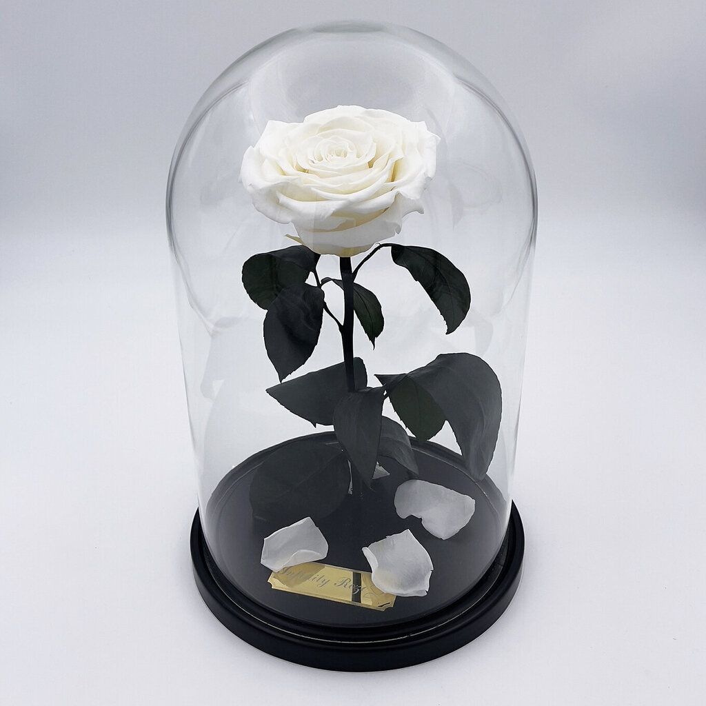 Roze stikla kolbā L, Balta (30 cm aug. / 19 cm plat.) cena un informācija | Stabilizētās rozes, augi | 220.lv