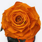 Roze stikla kolbā L, Oranža (30 cm aug. / 19 cm plat.) cena un informācija | Stabilizētās rozes, augi | 220.lv