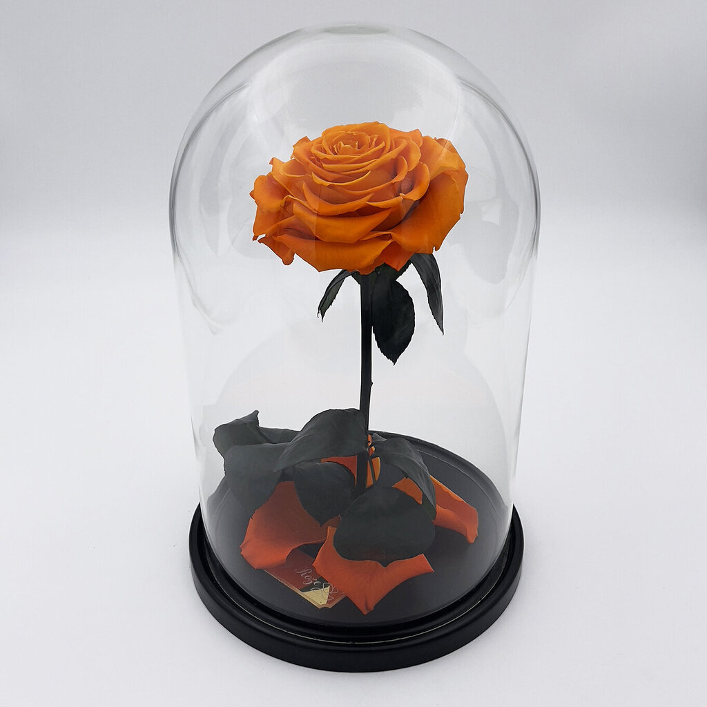 Roze stikla kolbā L, Oranža (30 cm aug. / 19 cm plat.) cena un informācija | Stabilizētās rozes, augi | 220.lv