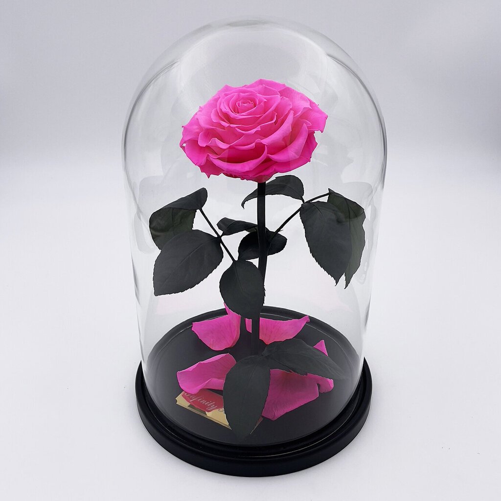 Roze stikla kolbā L, Spilgti rozā (30 cm aug. / 19 cm plat.) cena un informācija | Stabilizētās rozes, augi | 220.lv