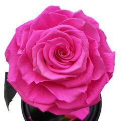 Роза в колбе L, Ярко-розовая (30 см выс. / 19 см шир.) цена и информация | Спящие стабилизированные розы, растения | 220.lv