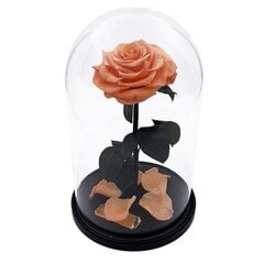 Roze stikla kolbā L, Persiku krāsā (30 cm aug. / 19 cm plat.) cena un informācija | Stabilizētās rozes, augi | 220.lv