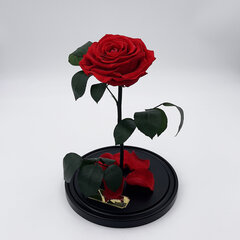 Роза в колбе L, Красная (30 cм выс. / 19 cм шир.) цена и информация | Спящие стабилизированные розы, растения | 220.lv