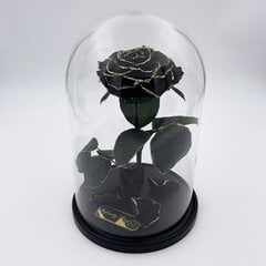 Роза в колбе L, Черная Gold (30 cм выс. / 19 cм шир.) цена и информация | Спящие стабилизированные розы, растения | 220.lv