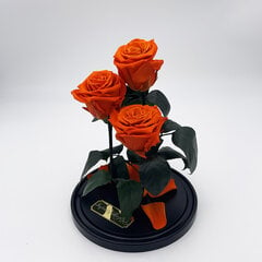 Roze stikla kolbā Trinity, Oranža (30 cm aug. / 19 cm plat.) cena un informācija | Stabilizētās rozes, augi | 220.lv