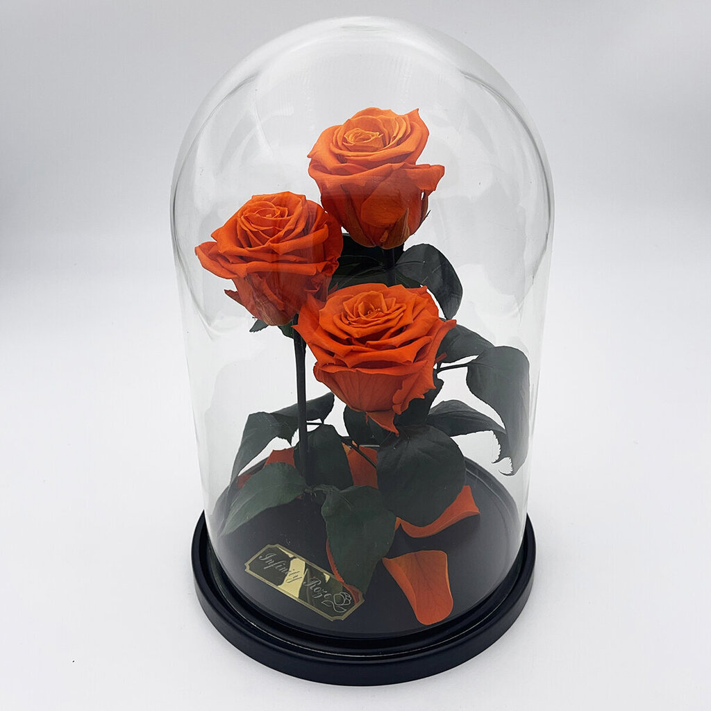 Roze stikla kolbā Trinity, Oranža (30 cm aug. / 19 cm plat.) cena un informācija | Stabilizētās rozes, augi | 220.lv