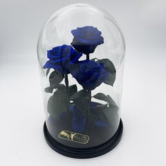 Roze stikla kolbā Trinity, Zila (30 cm aug. / 19 cm plat.) cena un informācija | Stabilizētās rozes, augi | 220.lv