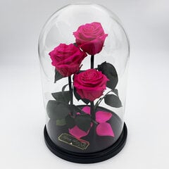 Roze stikla kolbā Trinity, Fuksijas krāsā (30 cm aug. / 19 cm plat.) cena un informācija | Stabilizētās rozes, augi | 220.lv