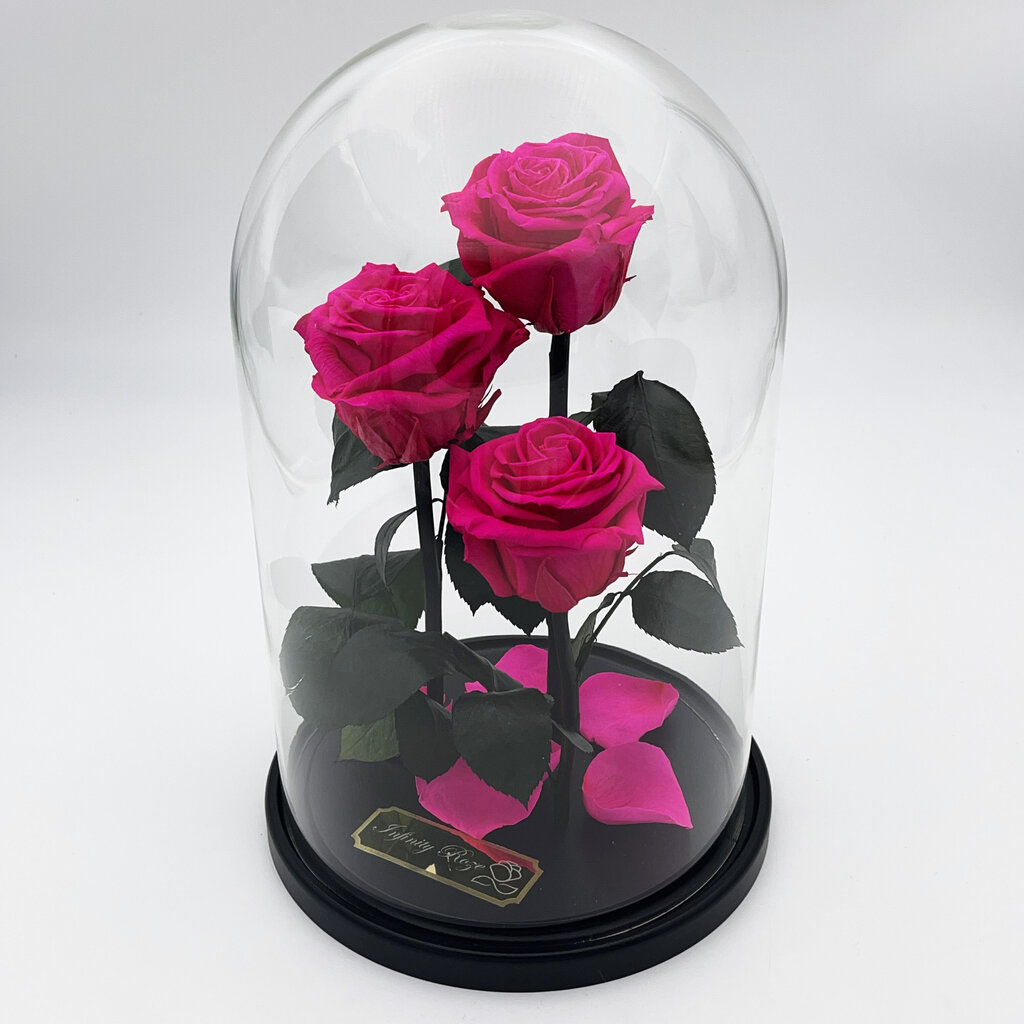 Roze stikla kolbā Trinity, Fuksijas krāsā (30 cm aug. / 19 cm plat.) цена и информация | Stabilizētās rozes, augi | 220.lv