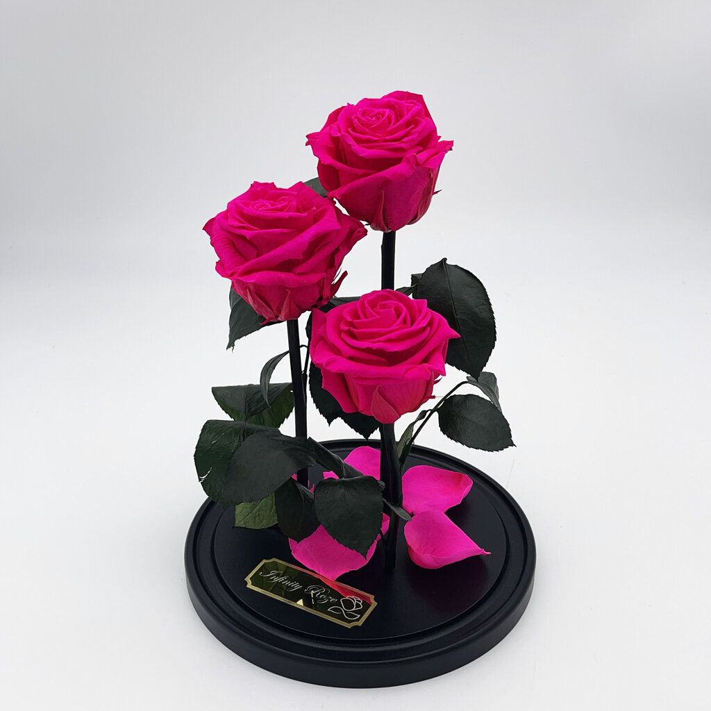 Roze stikla kolbā Trinity, Fuksijas krāsā (30 cm aug. / 19 cm plat.) cena un informācija | Stabilizētās rozes, augi | 220.lv