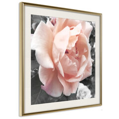 Plakāts - Delicate Rose cena un informācija | Gleznas | 220.lv