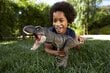 Interaktīvs tiranozaurs rekss Jurassic World Thrash'N Devour Tyrannoausrus Rex, Hdy55 cena un informācija | Rotaļlietas zēniem | 220.lv