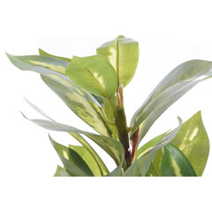 Dekoratīvs augs DKD Home Decor Zaļš Pelēks 18 x 18 x 32 cm cena un informācija | Mākslīgie ziedi | 220.lv