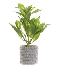 Dekoratīvs augs DKD Home Decor Zaļš Pelēks 18 x 18 x 32 cm cena un informācija | Mākslīgie ziedi | 220.lv
