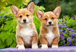 Castorland puzle Welsh Corgi Puppies 1000 det. cena un informācija | Puzles, 3D puzles | 220.lv