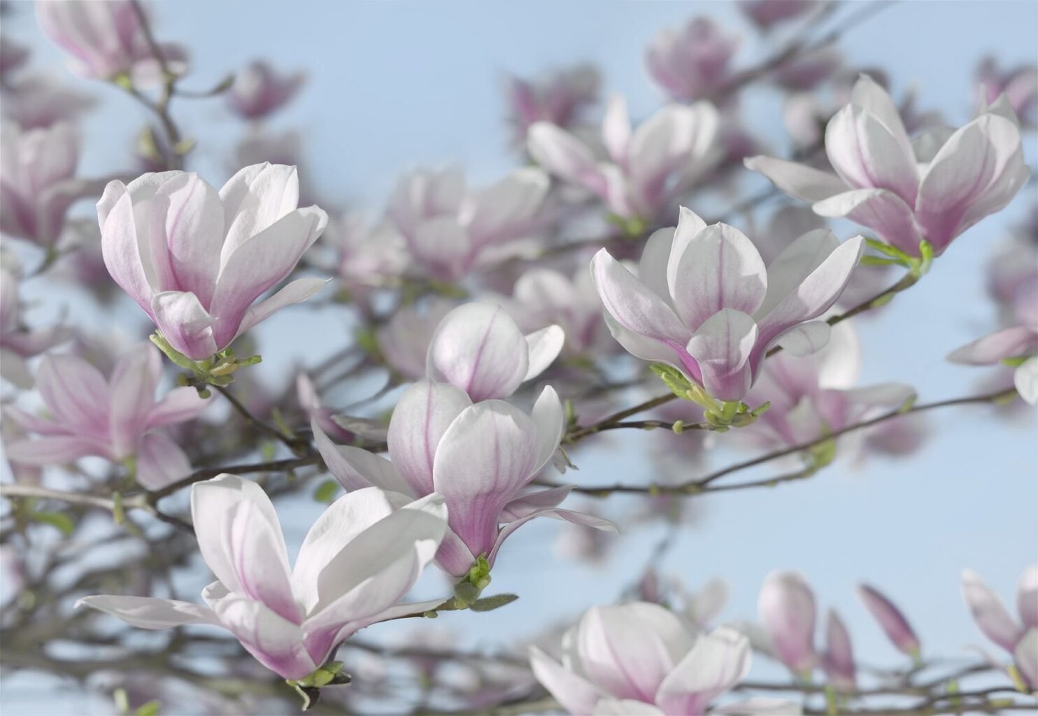 Foto tapetes Magnolia цена и информация | Fototapetes | 220.lv