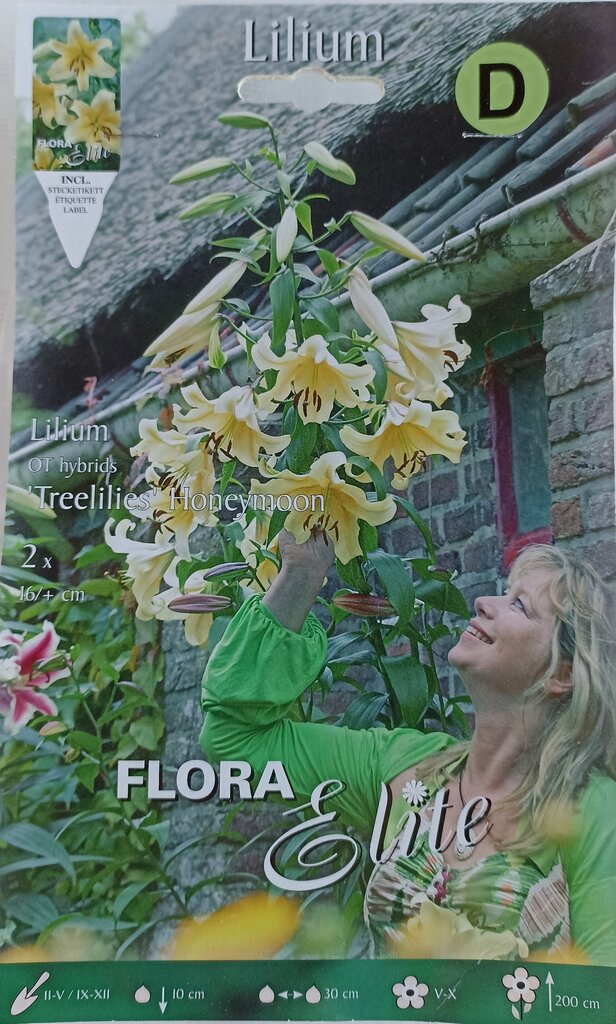 Lilijas OT 'Treelilies' Honeymoon, 2 gb цена и информация | Sīpolpuķes | 220.lv