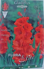 Gladiolas Hunting Song, 10 gb cena un informācija | Sīpolpuķes | 220.lv