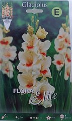 Гладиолус Fiorentina, 10 шт. цена и информация | Луковичные цветы | 220.lv