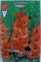 Gladiolas Peter Pears, 10 gb cena un informācija | Sīpolpuķes | 220.lv