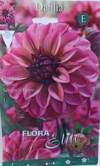 Георгина декоративная Senior's Hope цена и информация | Луковичные цветы | 220.lv