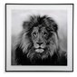 Glezna "Lauva", 2 x 50 x 50 cm cena un informācija | Gleznas | 220.lv