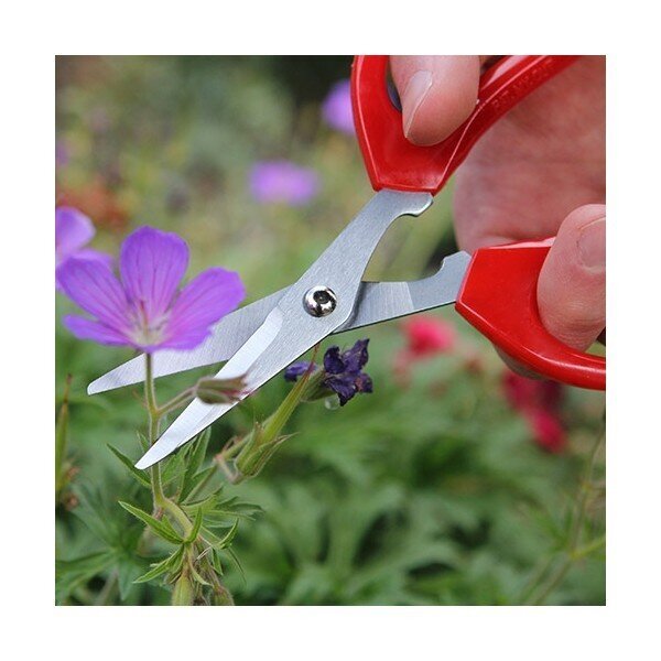Šķēres - grieznes ziediem Softies Darlac cena un informācija | Dārza instrumenti | 220.lv