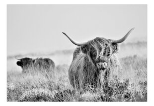 Fototapetes - Highland Cattle cena un informācija | Fototapetes | 220.lv