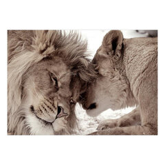 Фотообои - Lion Tenderness (Sepia), 98x70 цена и информация | Фотообои | 220.lv