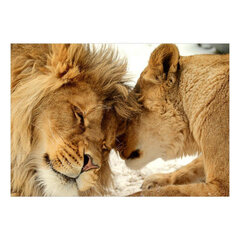 Fototapetes - Lion Tenderness, 98x70 cena un informācija | Fototapetes | 220.lv