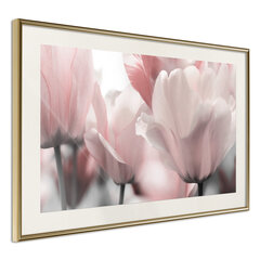 Plakāts - Pastel Tulips II cena un informācija | Gleznas | 220.lv