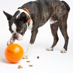 Rogz Tumbler Orange, Интерактивная игрушка,  дозируюшая лакомства, оранжевая цена и информация | Игрушки для собак | 220.lv