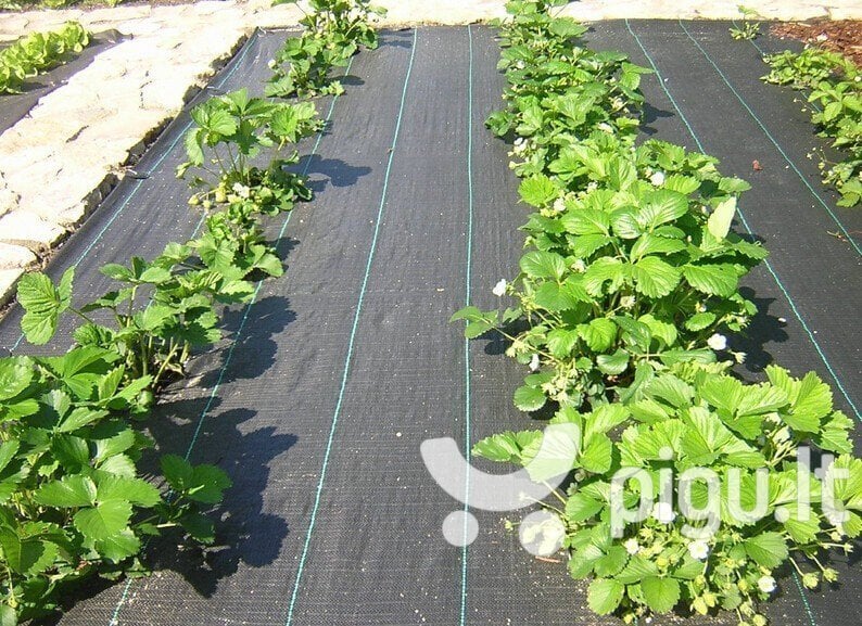 Agroplēve pret nezālēm 1,1x10 m, 70 g/m2, melna cena un informācija | Dārza instrumenti | 220.lv