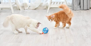 Интерактивный мяч Doggy Village для собак и кошек Orb Shell цена и информация | Игрушки для собак | 220.lv