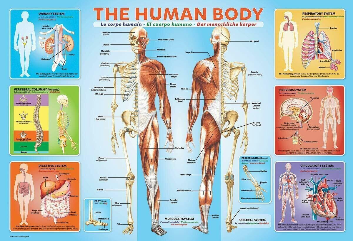 Puzle Eurographics, 6200-1000, The Human Body, 200 gab. cena un informācija | Puzles, 3D puzles | 220.lv