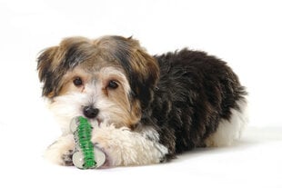Petstages rotaļlieta suņiem Crunchcore, S cena un informācija | Suņu rotaļlietas | 220.lv