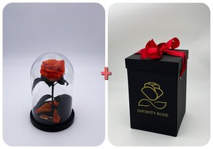 Roze stikla kolbā S, Oranža (20 cm aug. / 12,5 cm plat.) + kaste ar Wow-efektu cena un informācija | Stabilizētās rozes, augi | 220.lv