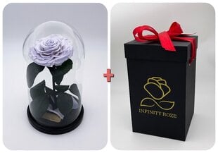 Roze stikla kolbā M, Lavandas krāsā (25 cm aug. / 15 cm plat.) + kaste ar Wow-efektu cena un informācija | Stabilizētās rozes, augi | 220.lv
