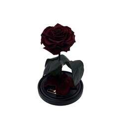 Roze stikla kolbā M, Bordo krāsā (25 cm aug. / 15 cm plat.) + kaste ar Wow-efektu cena un informācija | Stabilizētās rozes, augi | 220.lv