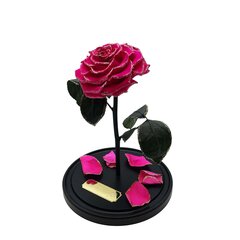 Roze stikla kolbā L, Rozā (30 cm aug. / 19 cm plat.) + Kaste ar Wow-efektu цена и информация | Спящие стабилизированные розы, растения | 220.lv