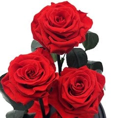 Роза в колбе Trinity, Бордовая (30 см выс. / 19 см шир.) + Коробка с Вау-эффектом цена и информация | Спящие стабилизированные розы, растения | 220.lv