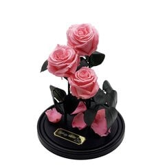 Roze stikla kolbā Trinity, Gaiši rozā (30 cm aug. / 19 cm plat.) + Kaste ar Wow-efektu цена и информация | Спящие стабилизированные розы, растения | 220.lv